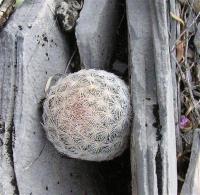 Mammillaria_egregia_GM_916.jpg