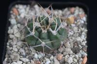 Gymnocalycium bicolor Tom 07-2461.jpg