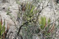 pa_1790_cylindropuntia_sp..jpg