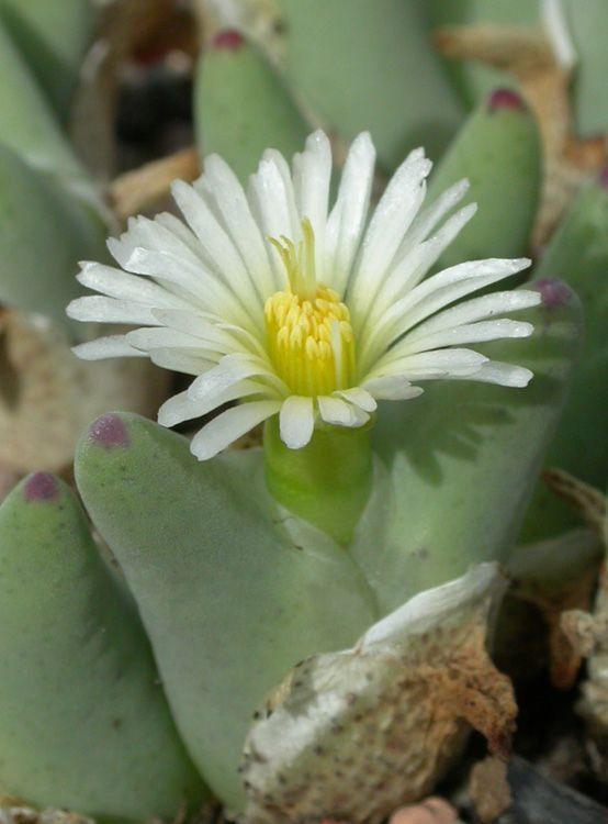 Cactus and Succulent Field Number Finder