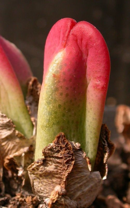 Cactus and Succulent Field Number Finder