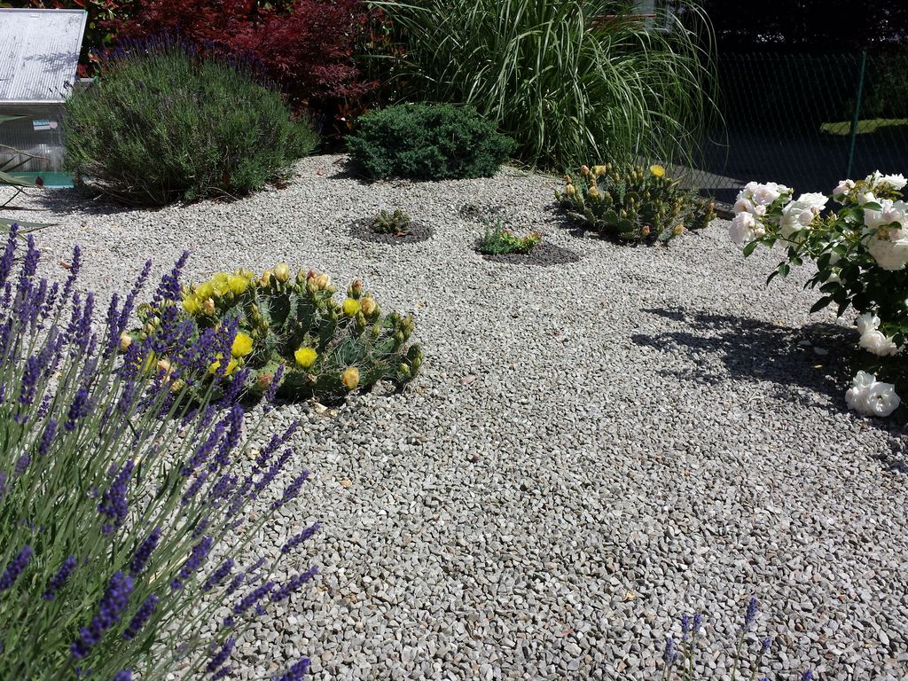 Cactus and Succulent Field Number Query