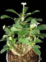 Euphorbia-milii