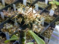 Echinocactus subikii