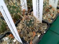 Sclerocactus-papyracanthus-FH087.2
