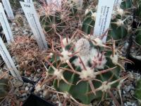 Echinocactus-texensis