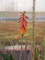 Aloe porphyrostachys ssp. koenenii
