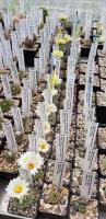 Strombocactus