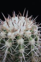 Copiapoa cinerascens AW 100.jpg