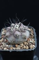 Copiapoa cinerea AW 110.jpg