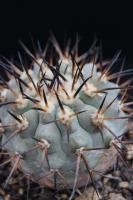 Copiapoa cinerea AW 115.jpg