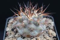 Copiapoa cinerea AW 273.jpg