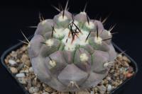 Copiapoa cinerea X haseltoniana AW 278.jpg