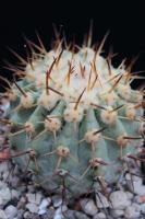 Copiapoa columna-alba AW 88.jpg