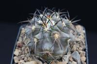 Copiapoa coquimbana AW 276.jpg