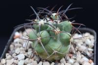 Copiapoa coquimbana AW 340.jpg