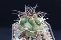 Copiapoa coquimbana AW 343.jpg