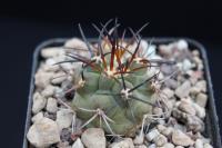 Copiapoa coquimbana AW 346.jpg