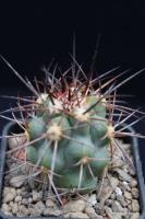Copiapoa coquimbana AW 347.jpg