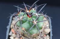 Copiapoa coquimbana AW 348.jpg
