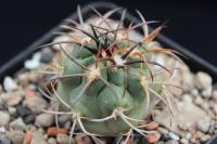 Copiapoa coquimbana AW 351.jpg