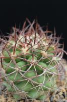 Copiapoa coquimbana v. vallenarensis AW 95.jpg