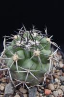 Copiapoa coquimbana v. wagenknechtii AW 93.jpg