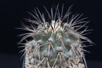 Copiapoa dealbata AW 108.jpg