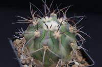 Copiapoa dealbata AW 272.jpg