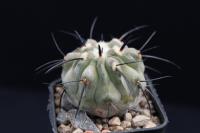 Copiapoa dealbata AW 341.jpg