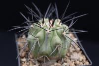 Copiapoa dealbata AW 342.jpg