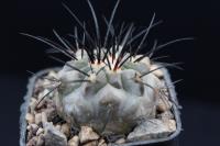 Copiapoa dealbata AW 352.jpg