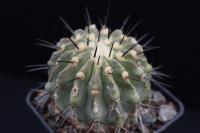 Copiapoa dealbata AW 84.jpg