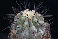 Copiapoa dealbata AW 99.jpg