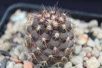 Copiapoa desertorum AW 267.jpg