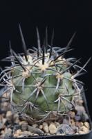 Copiapoa dura AW 90.jpg