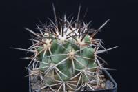 Copiapoa echinata AW 106.jpg