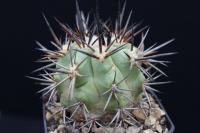 Copiapoa echinata AW 117.jpg