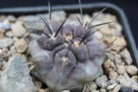 Copiapoa echinata AW 349.jpg