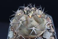 Copiapoa echinoidea AW 118.jpg
