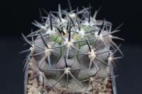 Copiapoa echinoides AW 266.jpg
