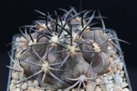 Copiapoa echinoides AW 274.jpg