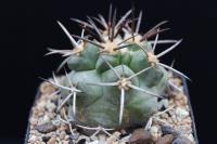 Copiapoa fiedleriana AW 102.jpg