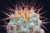 Copiapoa haseltoniana AW 97.jpg