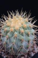 Copiapoa haseltoniana v. gigantea AW 109.jpg
