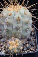 Copiapoa haseltoniana v. gigantea AW 114.jpg