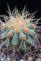 Copiapoa haseltoniana v. gigantea AW 96.jpg