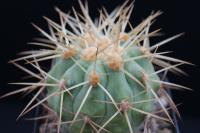 Copiapoa haseltoniana v. gigantea AW 98.jpg