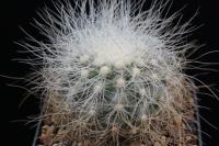 Copiapoa krainziana AW 92.jpg