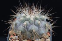 Copiapoa krainziana X cinerea AW 280.jpg